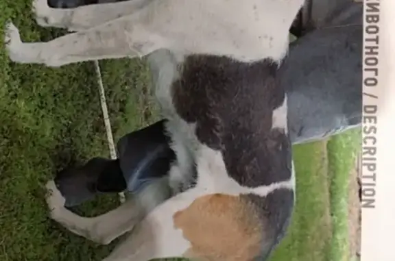 Собаки потеряшки, Мирный, фото: Потеряшка собака в п. Мирный и п. Береза