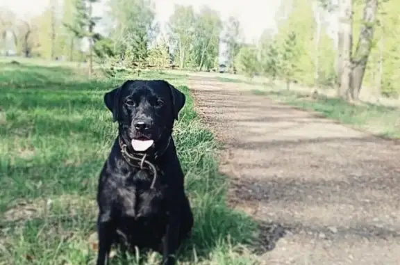 Пропала собака «Дейзи» в Мелеуз, Башкортостан