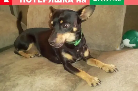 Пропала собака в Троицке, вознаграждение гарантировано