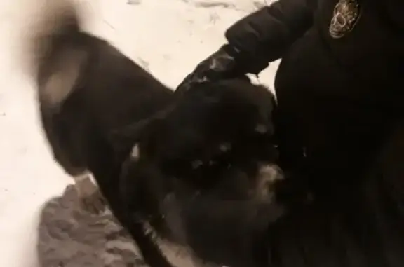 Потеряна собака, похожая на акиту, в районе Красного Абакана, Хакасия