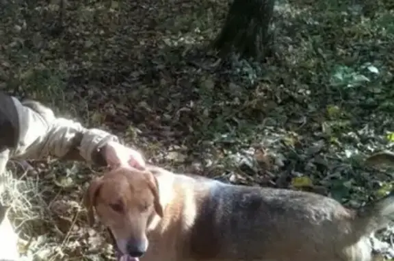 Пропала собака Бой в Трубчевске, Брянская область