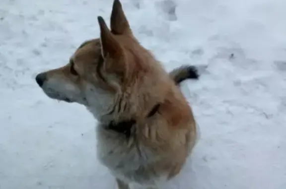 Собака Рыжик ищет хозяина в с.Узюково, Самарская область