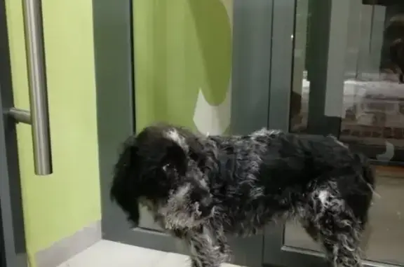 Пропала собака на Минской, ищем владельцев