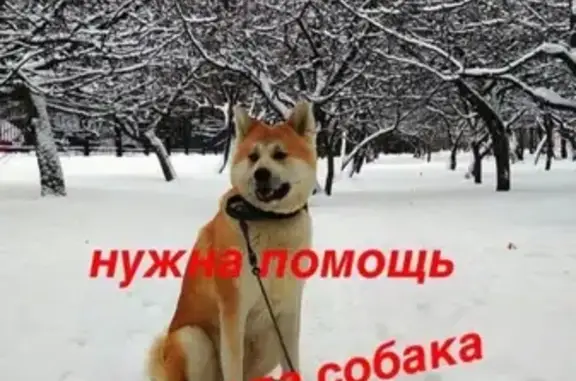 Пропала собака в Московской области, пос. Володарского.