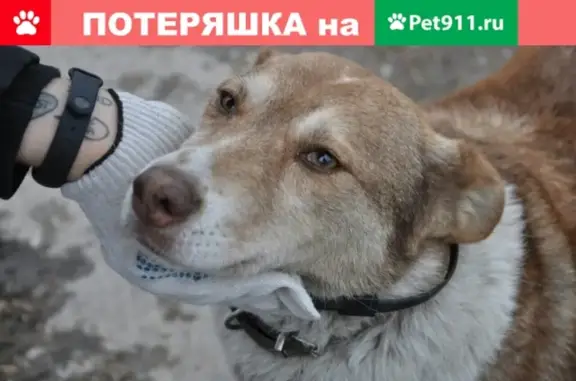 Пропала собака Муха в Новосибирске