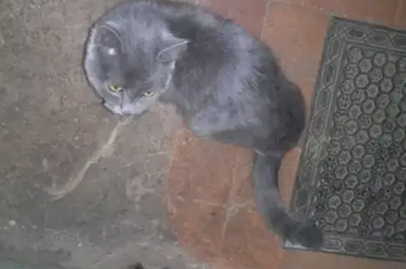Найдена кошка с травмой лапы в Кондрово, Калужская область