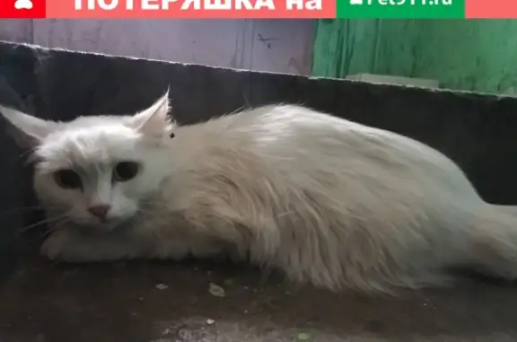 Найдена белая кошка в Эльмаше, ищем хозяев