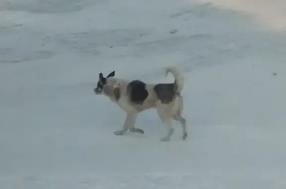 Собака найдена в Красном Абакане, Республика Хакасия