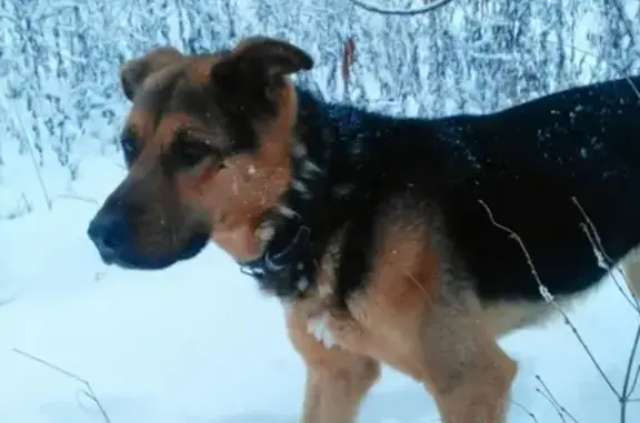 Найдена собака в Павлово, Кировский район!