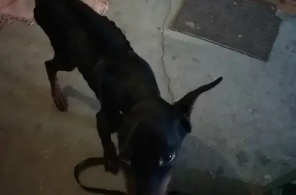 Найдена собака в Чите, помогите найти хозяина