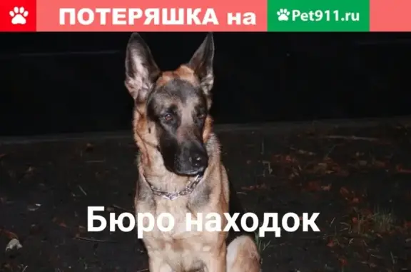 Собаки потеряшки, Северодвинск, фото: Потеряшка немецкая овчарка Берта на о. Ягры, звонить в лс.