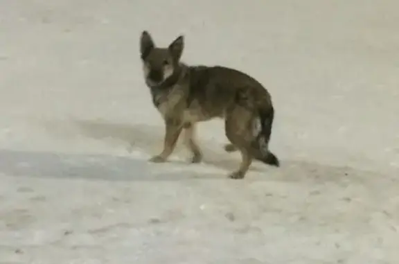 Найдена собака на ул. Краснолесья, 163: https://vk.com/lazebnaya_alla