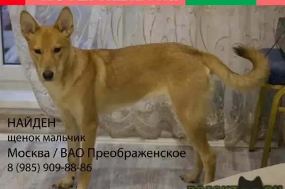 Найден рыжик в Преображенском районе, Москва