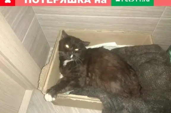 Найдена кошка в Иркутске, район Н-Ленино