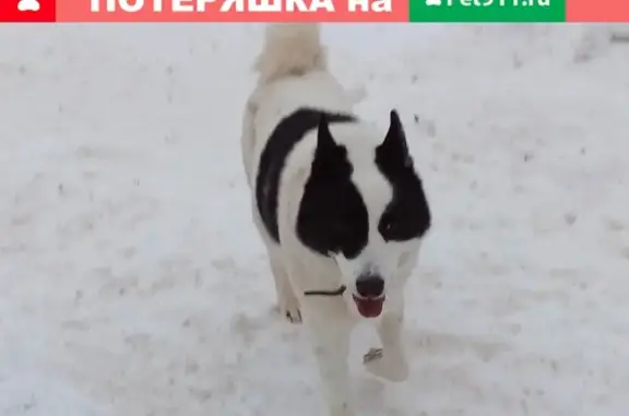 Найдена собака в Тверской области, деревня Кузнецовка