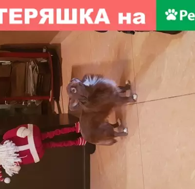 Найдена собака на Планерной ул. в СПб
