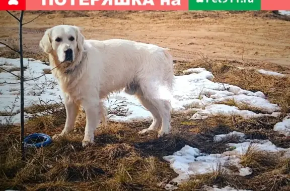 Пропала собака в Дзержинске!