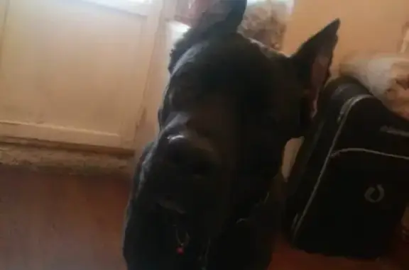 Собаки потеряшки, Иваново, фото: Потеряшка собака в Иваново: кане-корсо, 10 мес, уши купированы (VK: id160074703)