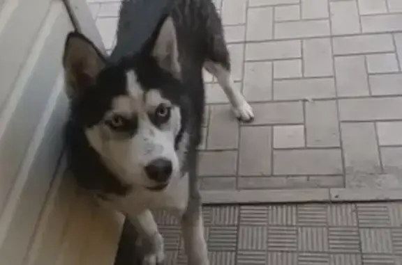 Собаки потеряшки, посёлок Новосергиевка, фото: Потеряшка хаска Арчи на Лермонтова, Оренбургская область