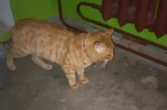 Найдена кошка на ул. Набережная.А.Невского в В. Новгороде