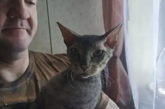 Найдена кошка в Видном, Московская область #акция_всеобщий_репост