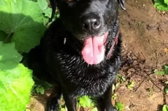 Собаки потеряшки, коттеджный поселок Спутник, фото: Потеряшка собака в пос. Спутник, г. Октябрьский