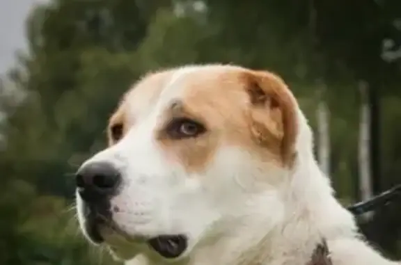 Собаки потеряшки, Тверь, фото: Потеряшка котик с кривыми лапками на ул. 1-я Александра Невского, помогите найти!