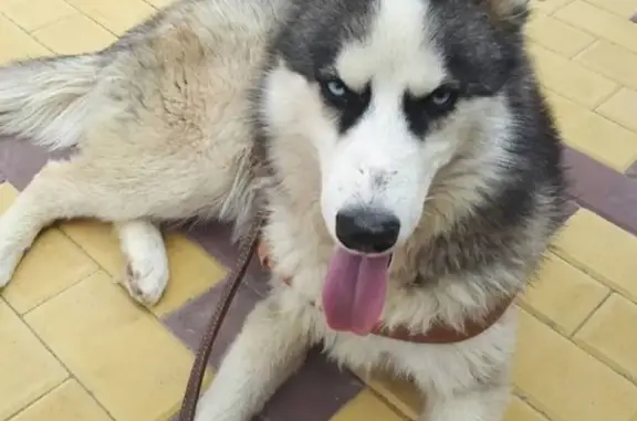 Пропала собака Акелла в Юбилейном, Черкесск