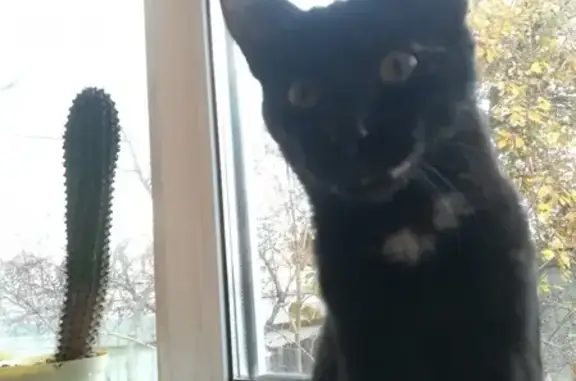 Кошки потеряшки, Саров, фото: Потеряшка кошка Шаня на ул. Гоголя 29, Саров