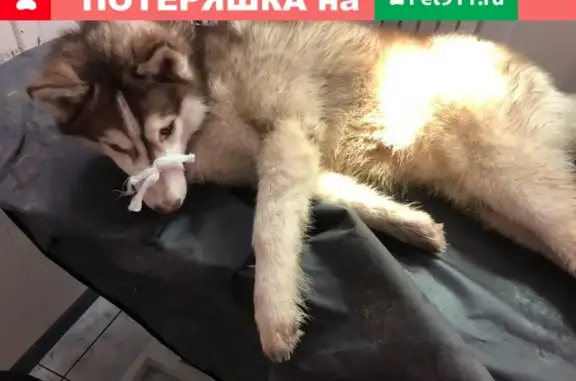 Собака найдена на Рязанском проспекте!