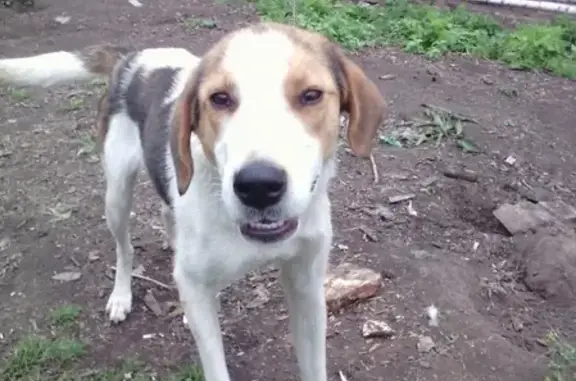 Пропала русская пегая собака в Железногорске.