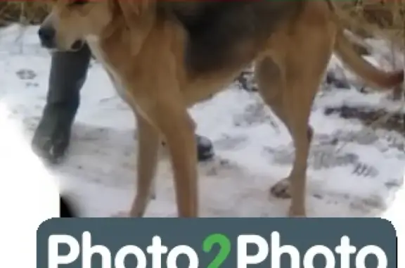 Пропала гончая собака в Тамбовской области, д. Ульяновка - вознаграждение!