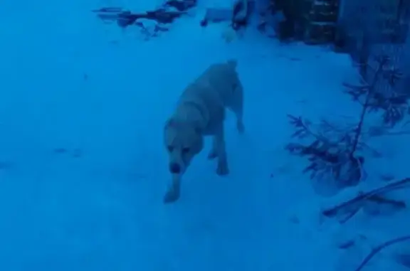 Найдена собака в поселке Валериановск