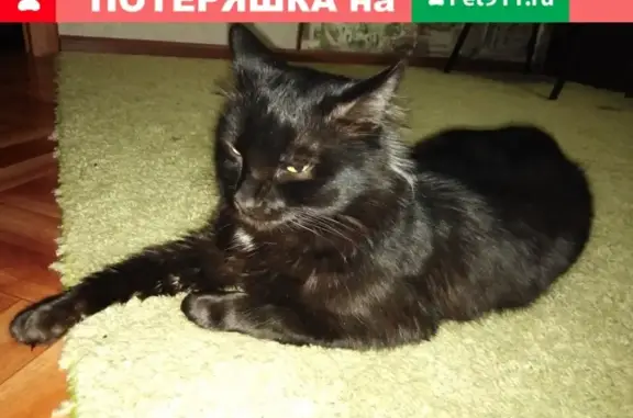 Пропала кошка Гелик в Горячем Ключе, вознаграждение 5 тысяч руб.