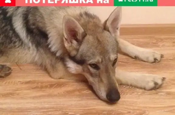 Пропал пёс Норт в районе Рассказовки и Ульяновского лесопарка, вознаграждение!