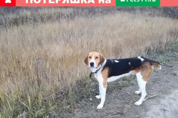 Пропала собака Дунай на химмаше, Саранск.