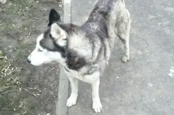 Найдена собака на ул. Героев Разведчиков, Краснодар