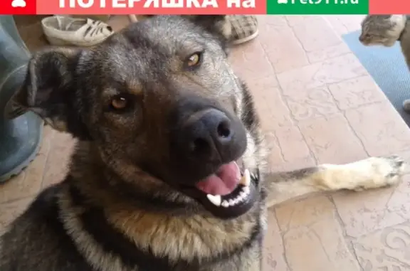 Пропала собака Мухтар в Наро-Фоминском районе