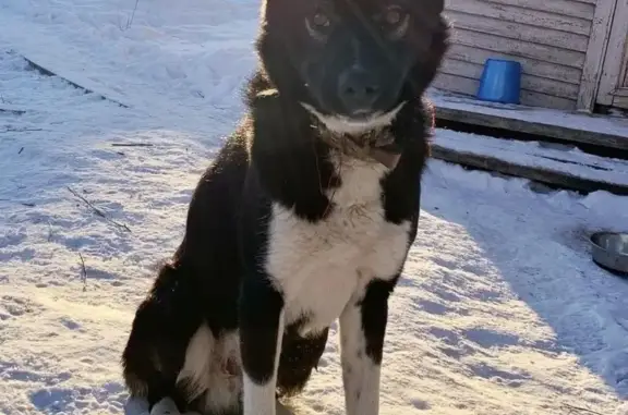 Пропала собака Мохсо5ол, район ДСК, Якутск