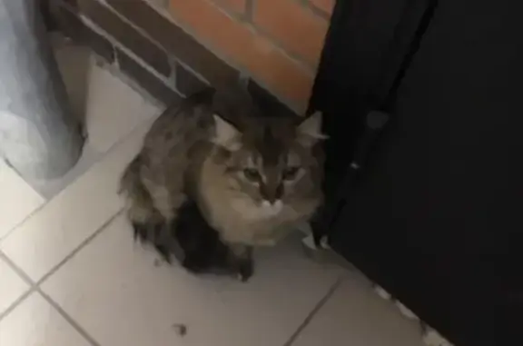 Найдена кошка в Весеннем микрорайоне, Новосибирск