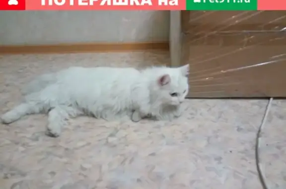 Найдена кошка в Томске, ищем хозяина