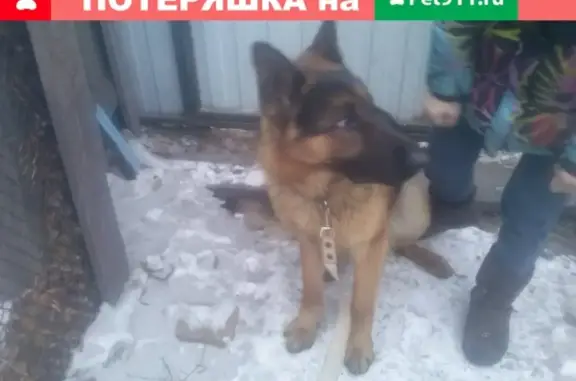 Найден пес в Усть-Абакане, ищет хозяина (тел. указан)