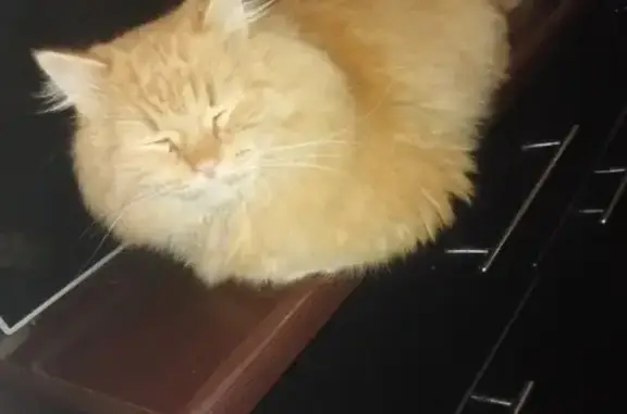 Кошки потеряшки, Тамбов, фото: Потеряшка кот на ул. Астраханская (Тамбов)