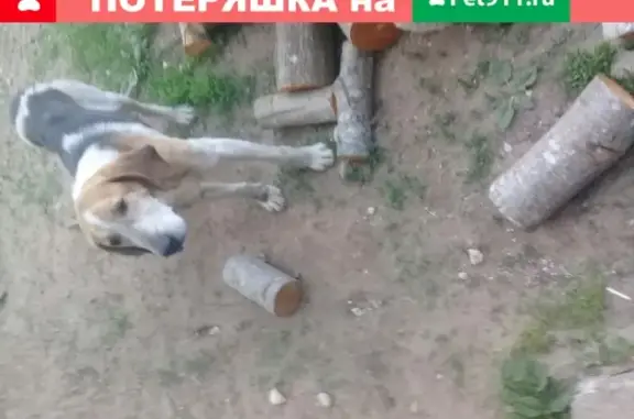 Найдена охотничья собака в деревне Галуха
