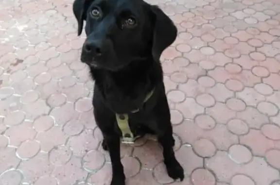 Найдена собака в районе стадиона СибВО (Чита)