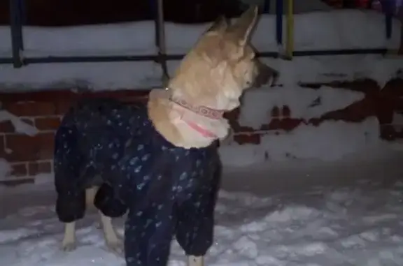 Пропала собака в районе Комсомольского, звоните Виктории