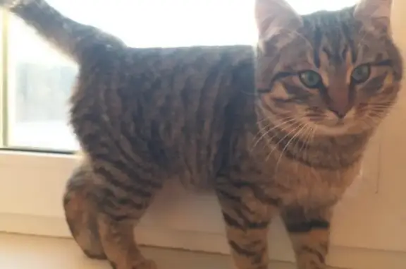 Найден котенок в Подольске, умный и чистоплотный