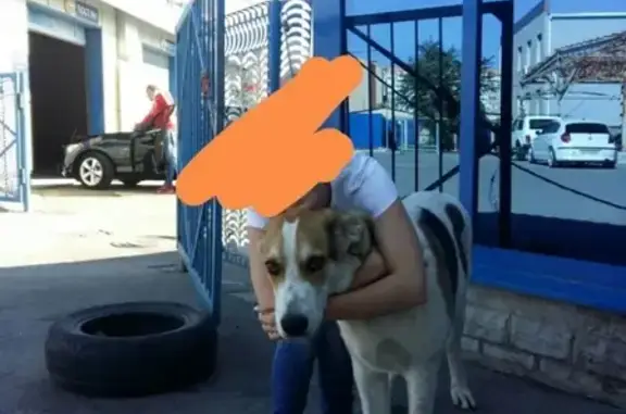 Пропала собака Буч в Волгодонске