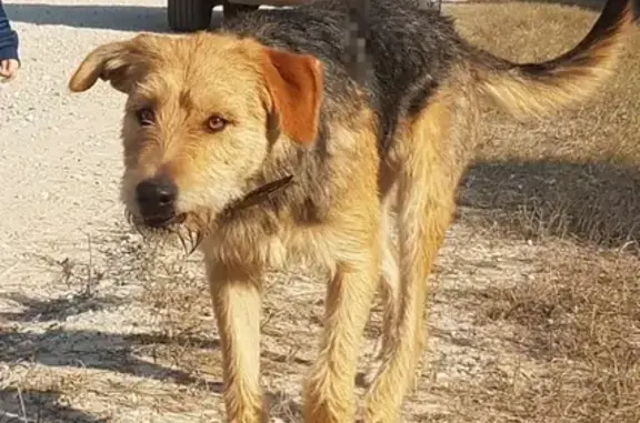 Пропала собака в Толмачево, Брянский район