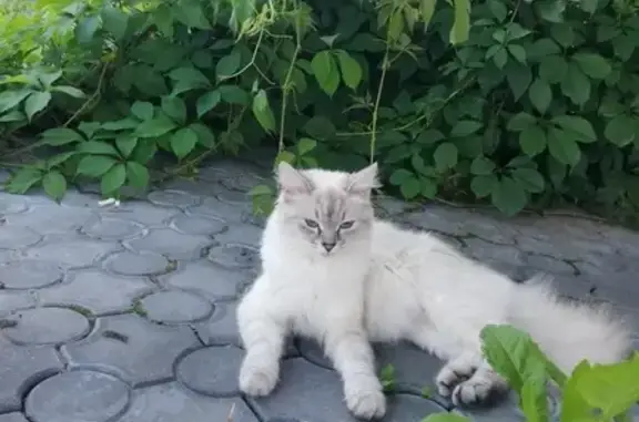 Пропала кошка породы Невская Маскарадная на улице Монтажников, Кстово.